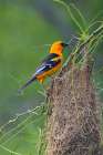 USA, Texas, Cameron County. Laguna Atascosa National Wildlife Refuge, Altamira oriole weaving nest Art Print